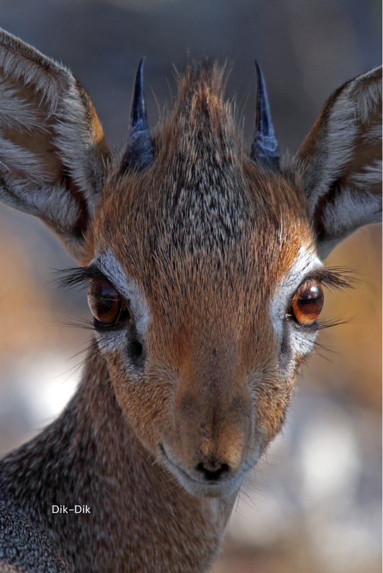 Ethiopia-themed Memory Game