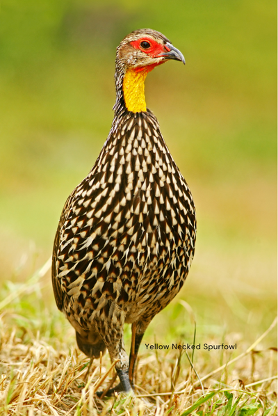 Ethiopia-themed Memory Game