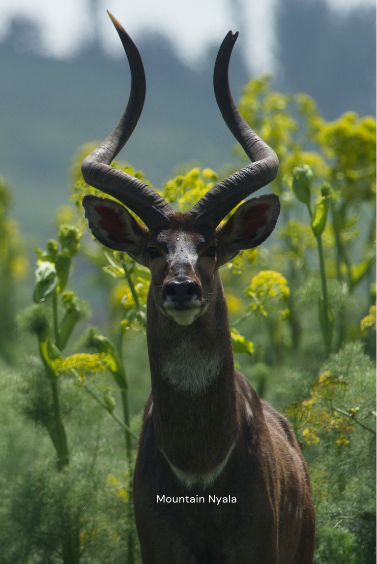 Ethiopia-themed Memory Game