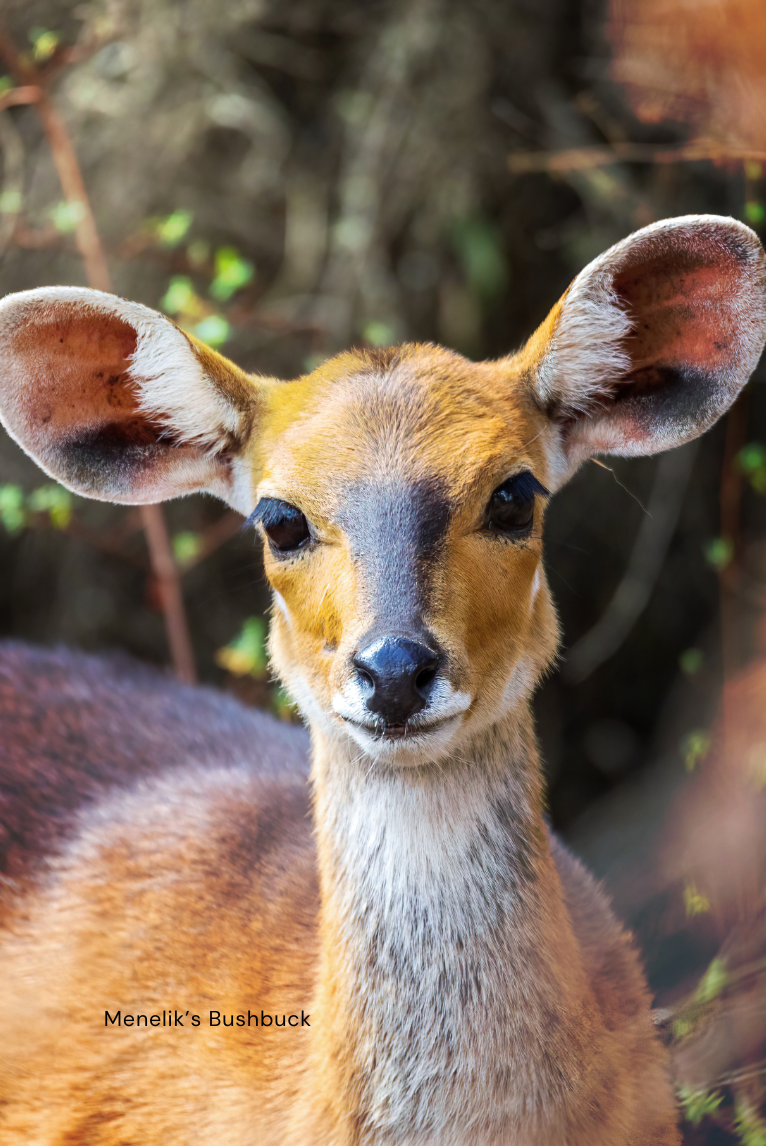 Ethiopia-themed Memory Game
